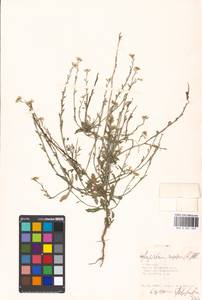 Rapistrum rugosum (L.) All., Eastern Europe, Moscow region (E4a) (Russia)