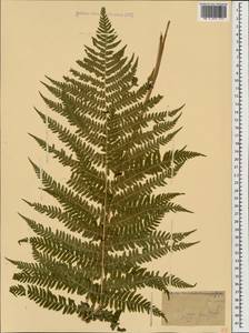 Dryopteris filix-mas (L.) Schott, Caucasus, Black Sea Shore (from Novorossiysk to Adler) (K3) (Russia)