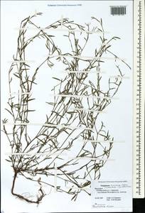 Polygonum aschersonianum H. Gross, Eastern Europe, Middle Volga region (E8) (Russia)