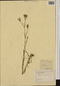 Dianthus armeria L., Western Europe (EUR) (Germany)