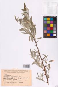 Elaeagnus angustifolia L., Middle Asia, Caspian Ustyurt & Northern Aralia (M8) (Kazakhstan)