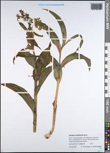 Veratrum lobelianum Bernh., Siberia, Western Siberia (S1) (Russia)