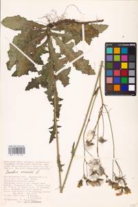 Sonchus arvensis L., Eastern Europe, Lower Volga region (E9) (Russia)