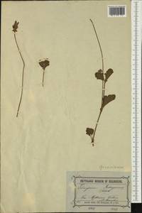 Pelargonium rodneyanum Lindl., Australia & Oceania (AUSTR) (Australia)