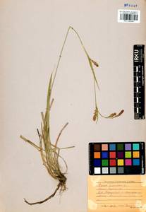 Carex panicea L., Siberia, Baikal & Transbaikal region (S4) (Russia)