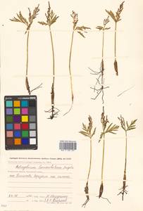 Botrychium lanceolatum (S. G. Gmel.) Ångstr., Siberia, Chukotka & Kamchatka (S7) (Russia)
