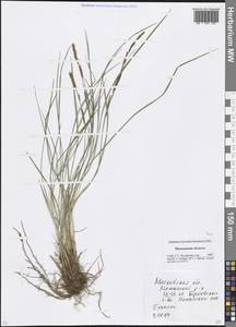 Carex, Eastern Europe, Moscow region (E4a) (Russia)