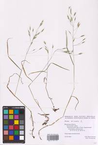 Bromus arvensis L., Eastern Europe, Central region (E4) (Russia)