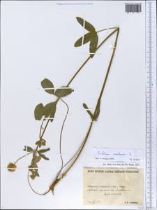 Trifolium montanum L., Eastern Europe, North Ukrainian region (E11) (Ukraine)