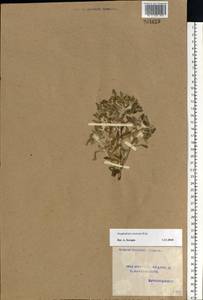 Gnaphalium rossicum Kirp., Eastern Europe, Volga-Kama region (E7) (Russia)