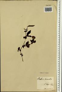 Lathyrus hirsutus L., South Asia, South Asia (Asia outside ex-Soviet states and Mongolia) (ASIA) (Iran)
