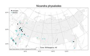 Nicandra physalodes (L.) Gaertn., Atlas of the Russian Flora (FLORUS) (Russia)