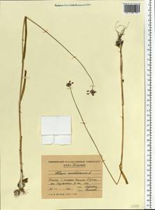 Allium scorodoprasum L., Eastern Europe, Moldova (E13a) (Moldova)