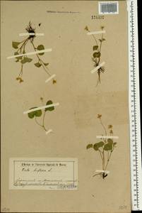 Viola biflora L., Siberia, Baikal & Transbaikal region (S4) (Russia)