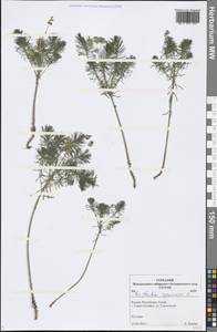 Euphorbia cyparissias L., Siberia, Altai & Sayany Mountains (S2) (Russia)