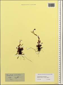 Saxifraga hirculus, Caucasus, Stavropol Krai, Karachay-Cherkessia & Kabardino-Balkaria (K1b) (Russia)