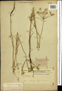 Astrodaucus orientalis (L.) Drude, Caucasus, Azerbaijan (K6) (Azerbaijan)