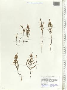 Salicornia perennans Willd., Eastern Europe, Rostov Oblast (E12a) (Russia)
