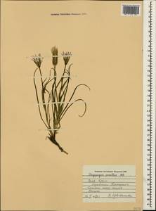 Tragopogon pusillus M. Bieb., Crimea (KRYM) (Russia)