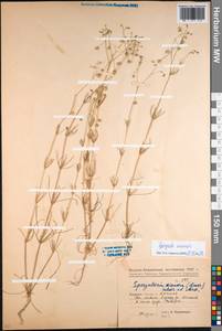 Spergula arvensis L., Eastern Europe, Eastern region (E10) (Russia)