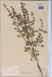Ocimum basilicum L., Middle Asia, Syr-Darian deserts & Kyzylkum (M7)