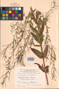 Epilobium adenocaulon × roseum, Eastern Europe, Moscow region (E4a) (Russia)