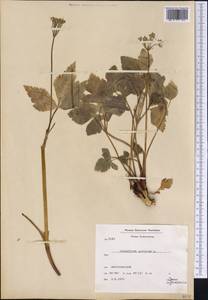 Ligusticum scoticum L., America (AMER) (Greenland)