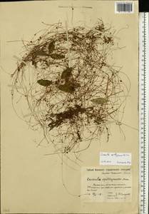 Cuscuta epithymum (L.) L., Eastern Europe, Moscow region (E4a) (Russia)