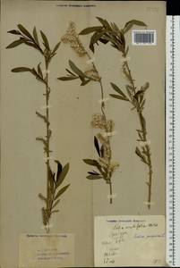 Salix purpurea L., Eastern Europe, Eastern region (E10) (Russia)