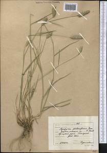 Agropyron cristatum (L.) Gaertn., Middle Asia, Northern & Central Kazakhstan (M10) (Kazakhstan)