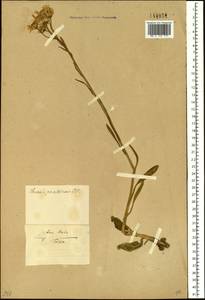 Tephroseris helenitis subsp. helenitis, Siberia, Baikal & Transbaikal region (S4) (Russia)