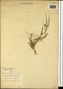 Sporobolus schoenoides (L.) P.M.Peterson, Caucasus, Georgia (K4) (Georgia)