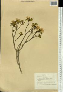 Rhododendron adamsii Rehder, Siberia, Altai & Sayany Mountains (S2) (Russia)