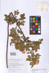 Rosa corymbifera Borkh., Eastern Europe, Lower Volga region (E9) (Russia)