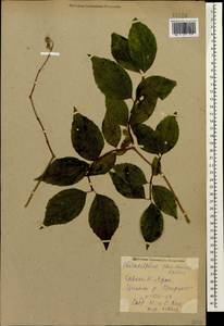 Philadelphus coronarius L., Caucasus, Abkhazia (K4a) (Abkhazia)