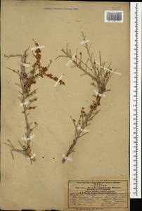 Atraphaxis spinosa L., Caucasus, Armenia (K5) (Armenia)