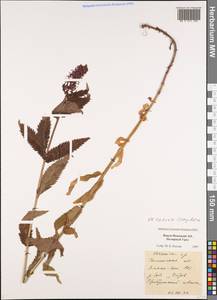 Veronica longifolia L., Siberia, Western Siberia (S1) (Russia)