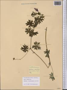 Geranium sanguineum L., America (AMER) (United States)