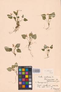 Viola selkirkii Pursh ex Goldie, Eastern Europe, Central forest region (E5) (Russia)
