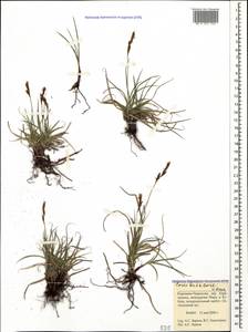 Carex liparocarpos subsp. bordzilowskii (V.I.Krecz.) T.V.Egorova, Caucasus, Stavropol Krai, Karachay-Cherkessia & Kabardino-Balkaria (K1b) (Russia)