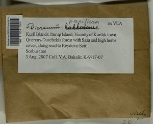 Dicranum pacificum Ignatova & Fedosov, Bryophytes, Bryophytes - Russian Far East (excl. Chukotka & Kamchatka) (B20) (Russia)