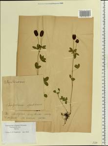Trifolium spadiceum L., Eastern Europe, Estonia (E2c) (Estonia)
