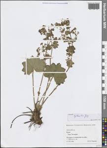 Alchemilla tytthantha Juz., Crimea (KRYM) (Russia)