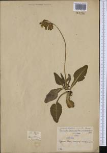 Primula veris subsp. columnae (Ten.) Maire & Petitm., Western Europe (EUR) (Serbia)