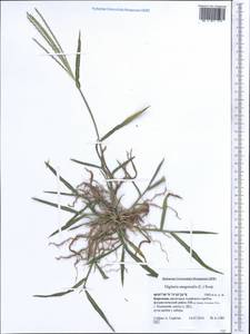 Digitaria sanguinalis (L.) Scop., Middle Asia, Pamir & Pamiro-Alai (M2) (Kyrgyzstan)