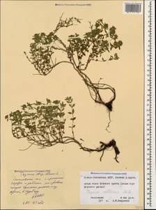 Thymus collinus M.Bieb., Caucasus, North Ossetia, Ingushetia & Chechnya (K1c) (Russia)