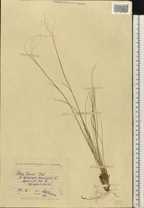Stipa pennata L., Eastern Europe, South Ukrainian region (E12) (Ukraine)