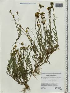 Linum pallasianum subsp. pallasianum, Eastern Europe, Rostov Oblast (E12a) (Russia)
