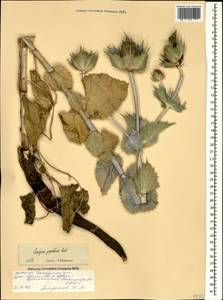 Eryngium giganteum M. Bieb., Caucasus, North Ossetia, Ingushetia & Chechnya (K1c) (Russia)