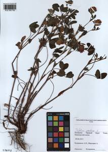 KUZ 000 762, Trifolium pratense L., Siberia, Altai & Sayany Mountains (S2) (Russia)